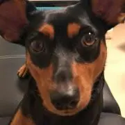 ばろんの画像