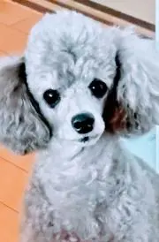 すかちゃん