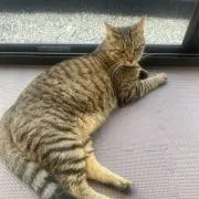 たつやの画像