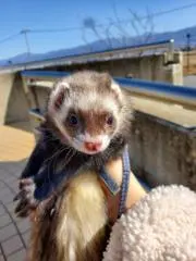 セロルの画像