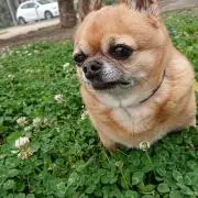 みーこ