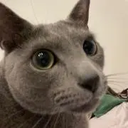 パイナップルミントの画像
