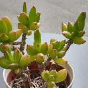 ピッコロカーサンの画像