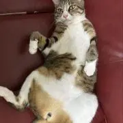 chiaco7788の画像