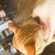 Y.の画像
