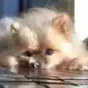えりんぎの画像