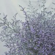 いちの画像