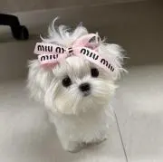 スーモpの画像