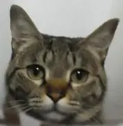 TAIの画像