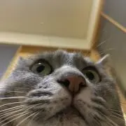 れお