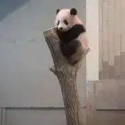 pandaの画像