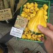 ノラの画像