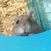 さあや～プロフ確認お願いします～の画像