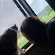やまとの画像