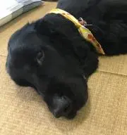 クロイヌの画像