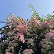 ユマの画像