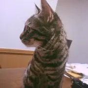 まこ