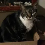ねこすきの画像