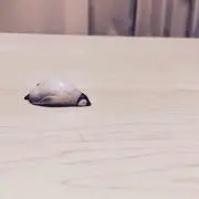ペンギンさんの画像