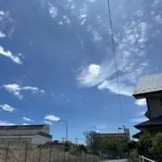 つくしの画像