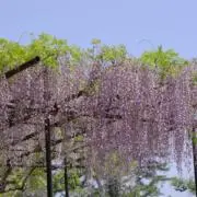 maiko/プロフ参照の画像