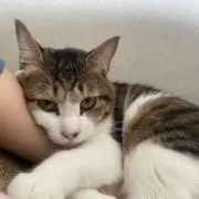 さく