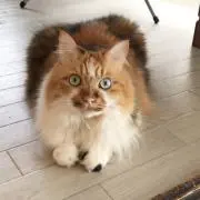 Mia