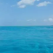 海月の画像