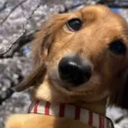 ちぃの画像