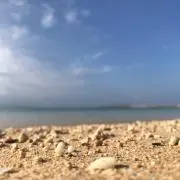 しまんちゅの画像