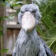 かよよか