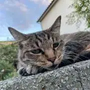 はなさんの画像