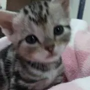 えみりんぐの画像