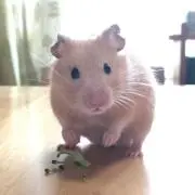 けねこの画像