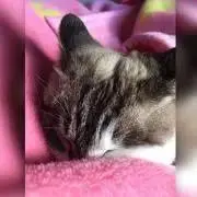 ねこともの画像