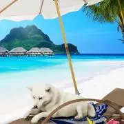 モコりん