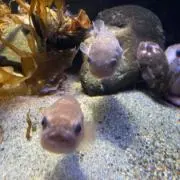 はるの画像