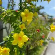 こにー＊の画像