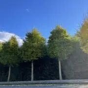 ほたての画像