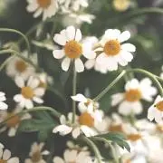 PIPOの画像