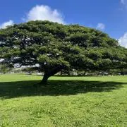 banananの画像
