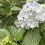 ✨の画像