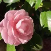 aaggmmの画像