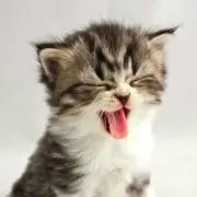 ntkiiiiiの画像