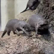 ほほほの画像