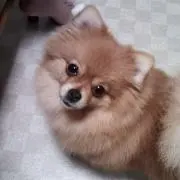 ひみつのアッコちゃんの画像