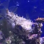 ぽぽさん