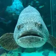 Kの画像