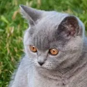 ぴの画像