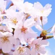 桜花の画像